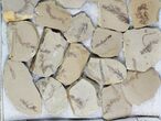 Lot: Small Metasequoia (Dawn Redwood) Fossils - Pieces #78070-2